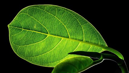 How to Regenerate Coenzyme Q10 (CoQ10) Naturally