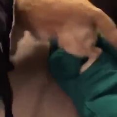 Guy dresses up as Dog's favorite toy ORIGINAL
