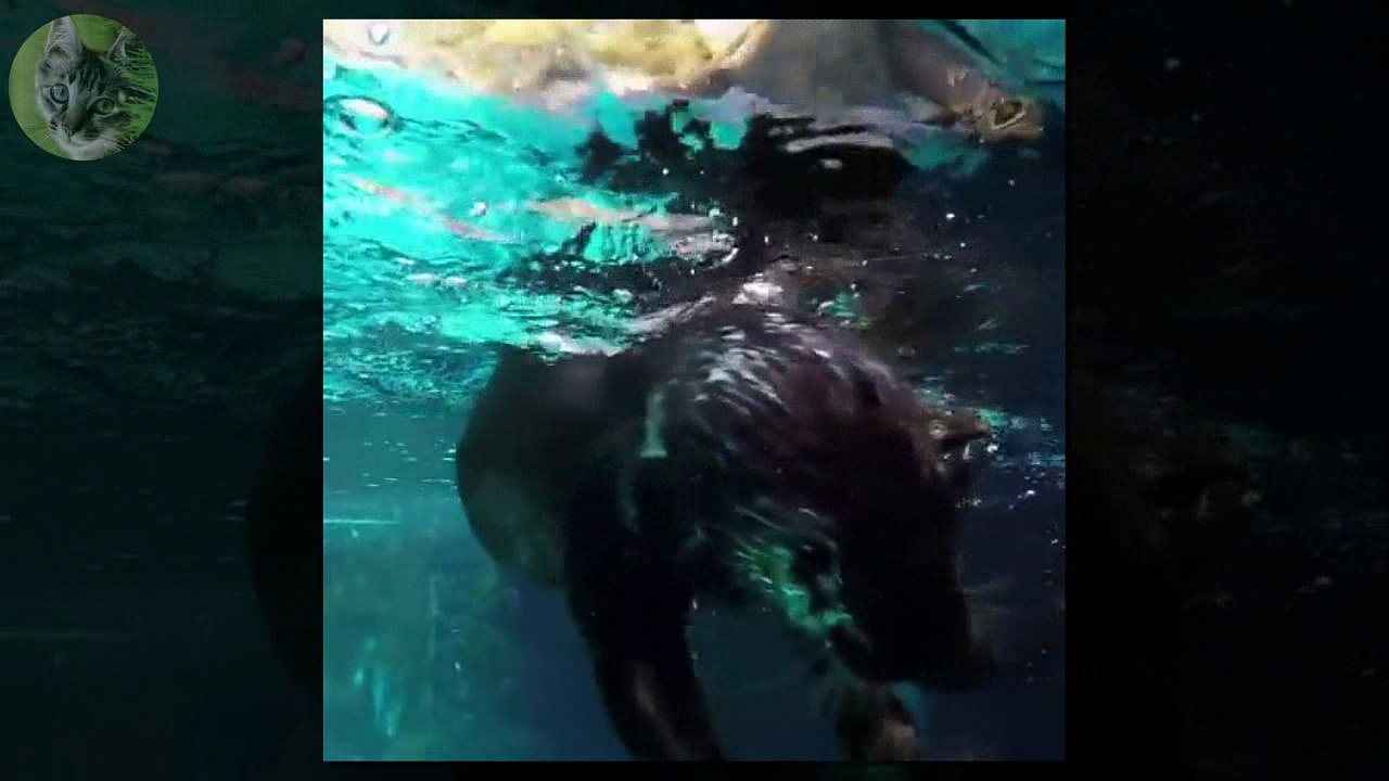 BEST CATS AND DOGS VINES COMPILATION TOP FUNNY PETS 2016