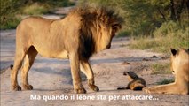 Una leonessa trova un cucciolo di volpe ferito. Il suo comportamento sconvolge il fotografo