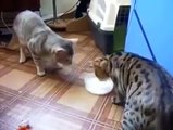 Amazing milk sharing between 2 cats - Funny