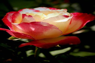 동촌건마 강동립카페 밤전닷컴