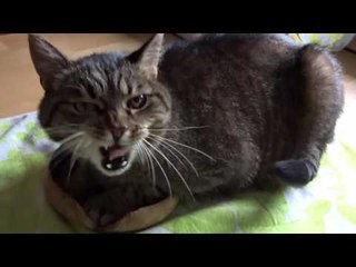 Cat Sure Does Love His Bowl