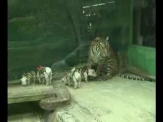 Pig-Feeding-Tiger-Cubs