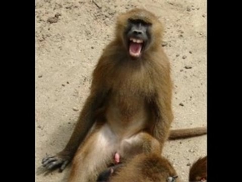 أرفع راسك أنت مصري ممكن تصبح على وطن