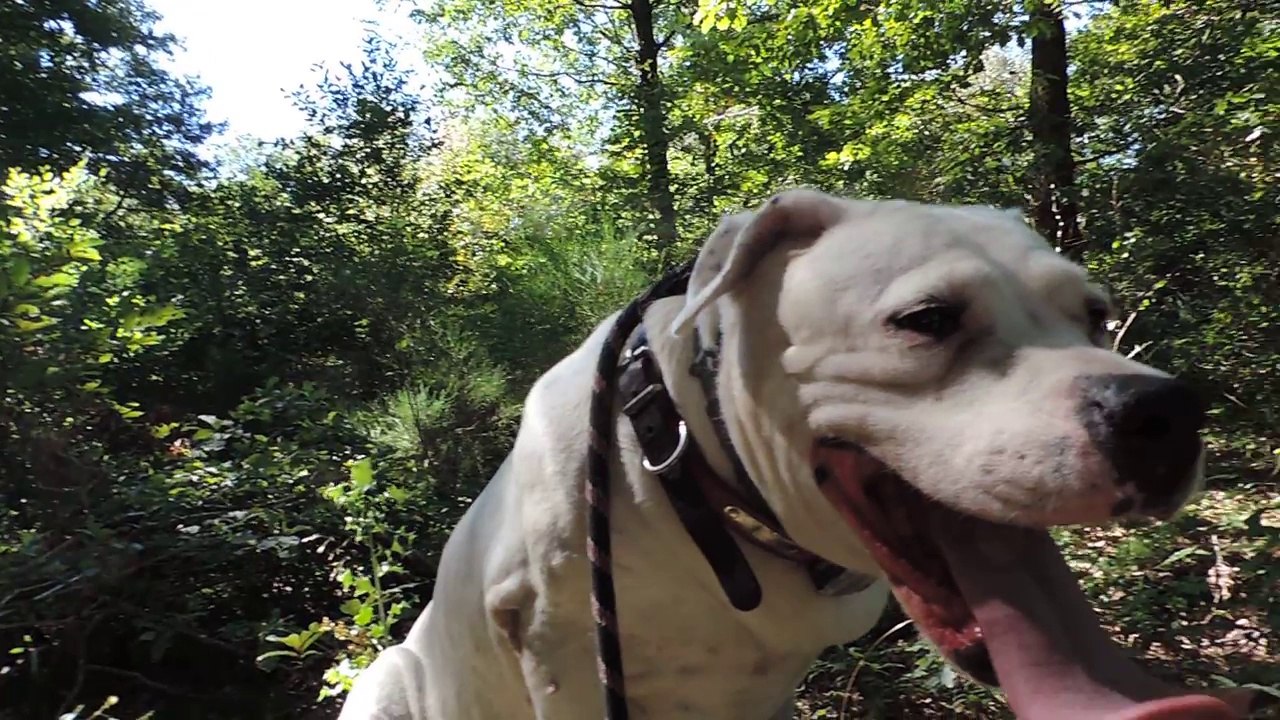 Le Rakuen promenades 2016-08 Bonnie HD [In Memoriam]