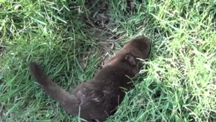 Manisa'da Ilk Kez Su Samuru Görüldü