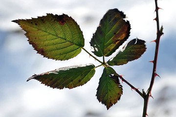 밤전 부평립카페 업소별 출근부 확인 BamWar007.com