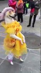Guy dresses up as dog's favorite toy ORIGINAL