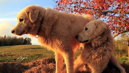 Maremma guard dogs bale-jumping in beautiful fall sunrise.