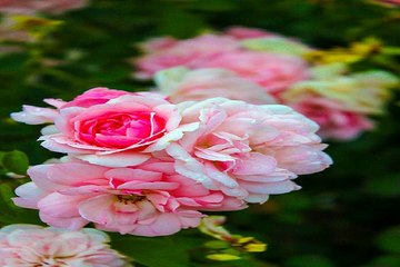 중구휴게텔 대구키스방 밤전닷컴