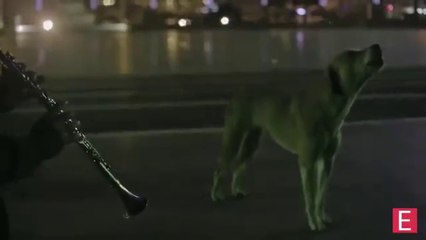 Kim Üzdü lan bu köpeği bu kadar :(