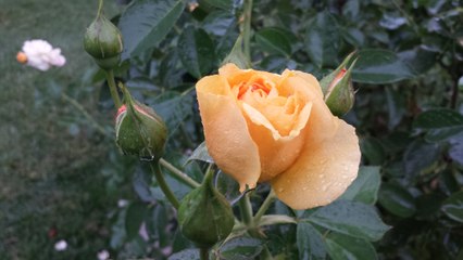 Videoing flowers in the rain at mckinley park shared by Robert and Letys Building Care part 2 | cabuildingcare