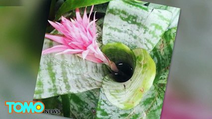 Primeiros mosquitos portando zika vírus nos EUA achados em Miami Beach.