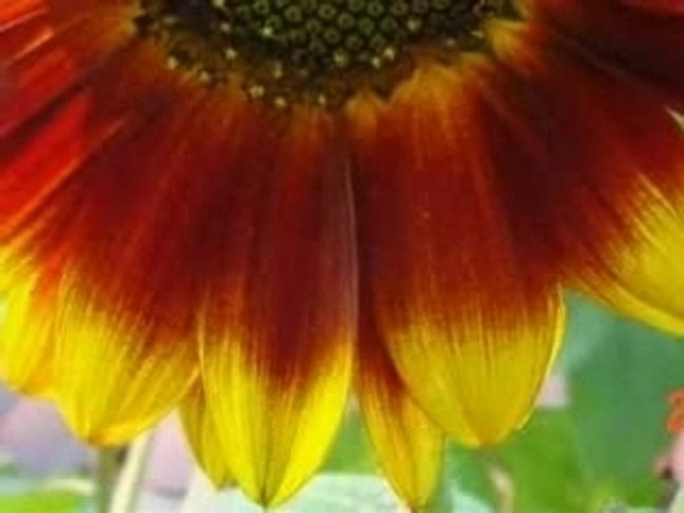 Sonnenblumen°_by.dottore.el.cidre