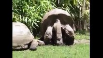 Kaplumbağalar Nasıl Çiftleşir Hayvanlar Alemi İzle