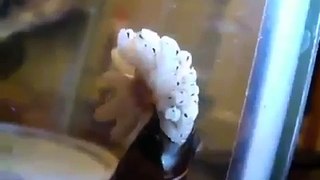Hamamböceği Nasıl Doğum Yapar İzle