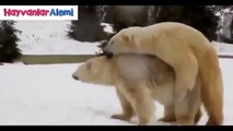 Kutup Ayısı Çiftleşmesi Hayvanlar Alemi İzle