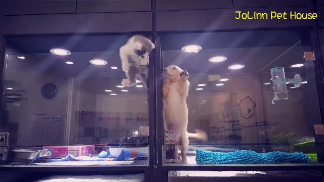 Ce chaton se sentait seul... Son évasion pour rejoindre son ami chiot va vous faire fondre...