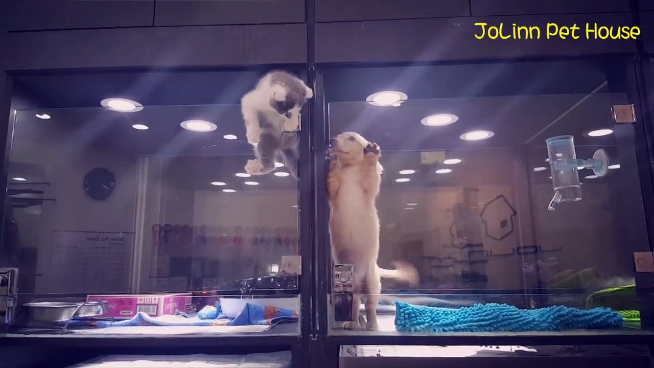 Ce chaton se sentait seul... Son évasion pour rejoindre son ami chiot va vous faire fondre...