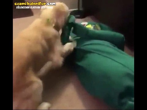 En Sevdiği Oyuncağının Kılığına Giren Sahibini Görünce Sevinçten Çılgın Atan Köpek