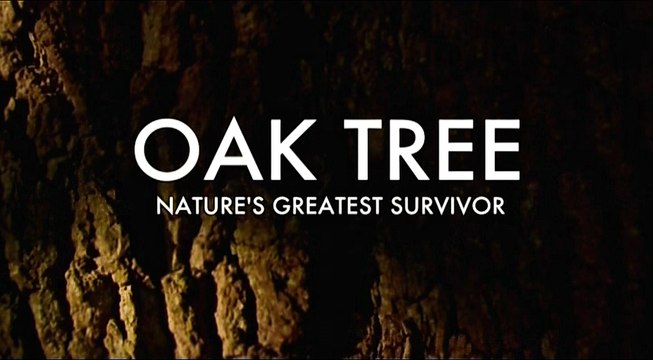 BBC Дуб - искусство выживания. 1 серия Осень и Зима (2016)