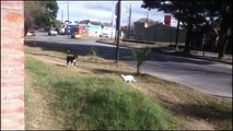 Crazy Cats attacking dogs ★ Video drole de chute d'animaux #2 - YouTube