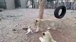 Animal fight |Cute animals| puppy and cub