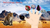 Animals 3D Finger Family Nursery Rhymes Lyrics