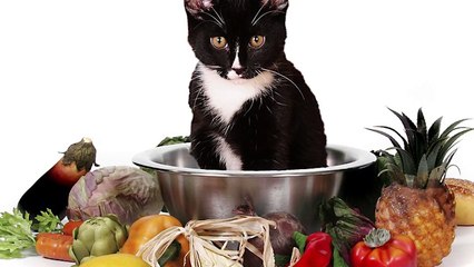 5 Most Obese Cats of All Time