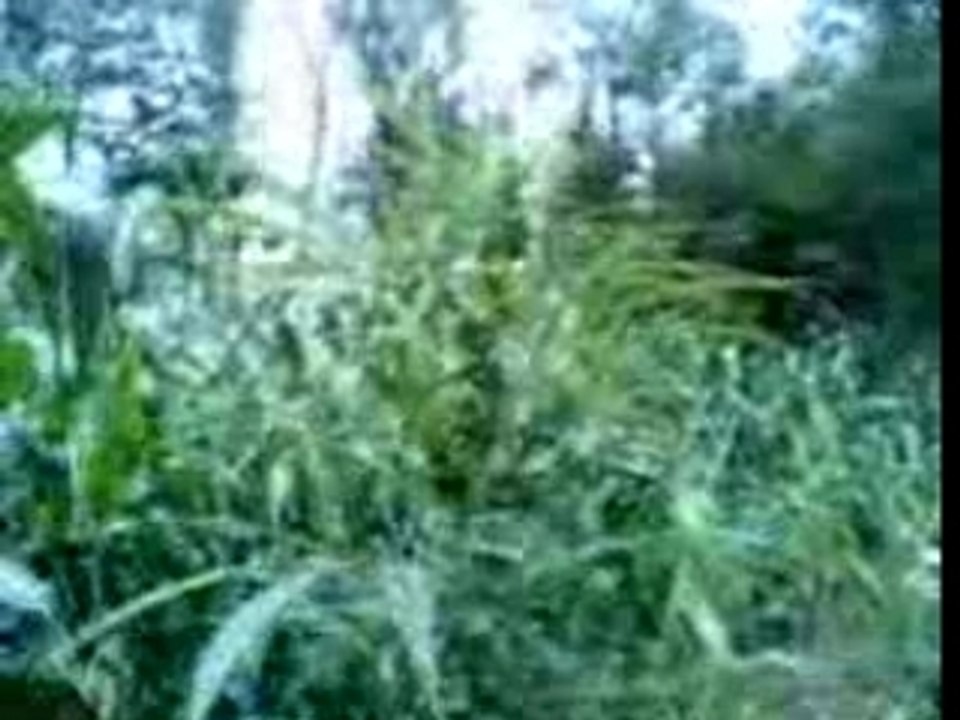 belle plante