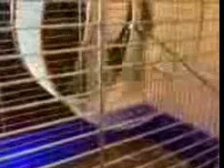 ecureuil de corée dans sa roue