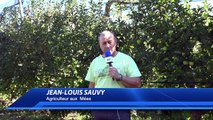 Alpes de haute Provence:La cueillette des pommes du producteur  au consommateur