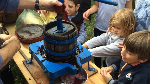 Les vendanges des écoliers