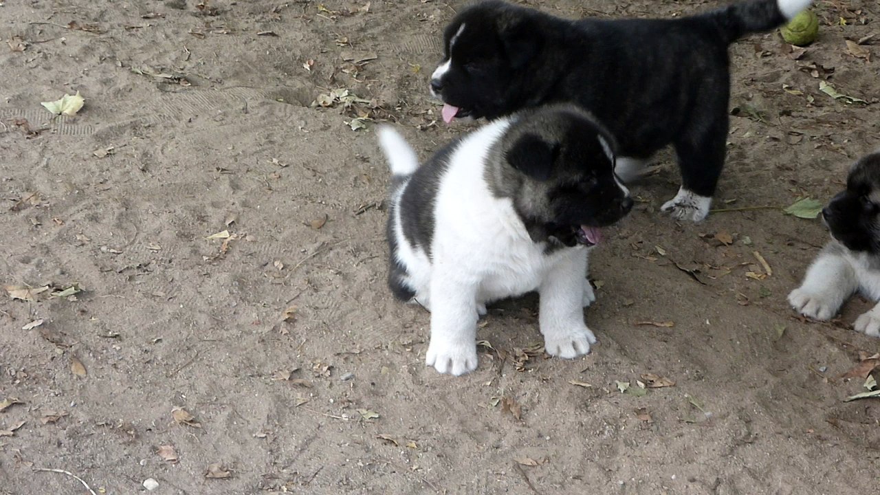 Akita américain du sixième sens 33 jrs