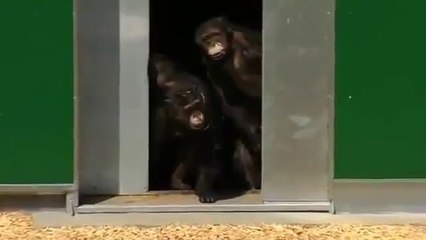 Ces chimpanzés ont passé 30 ans dans une cage sans voir le ciel