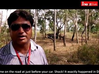 Group of tuskers on Dehradun's road