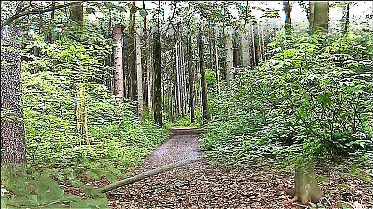 Auf großer Tour durch den den Freiberger Hospitalwald - 2