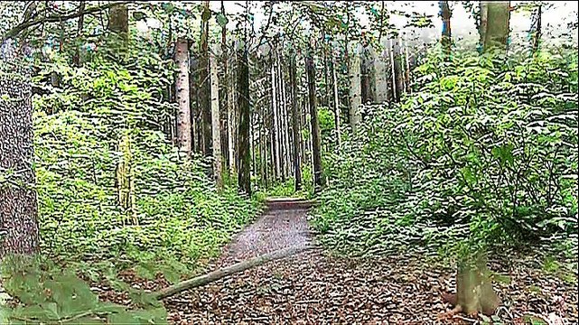 Auf großer Tour durch den den Freiberger Hospitalwald - 2