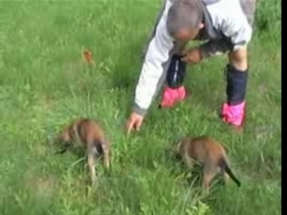 A-Wurf erste Fährte A-Vidoque & Aeon