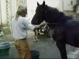 Gizmo, le cheval qui aime l'eau !