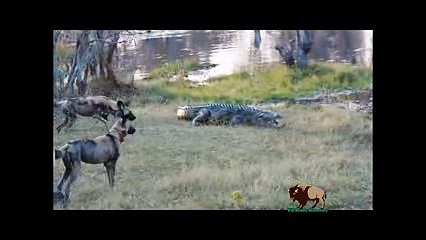 ---15 CRAZIEST Animal Fights Caught On Camera #5 - Crocodile,Elephant,Leopard,Zebra,Rhyno,Eagle,Cobra - YouTube
