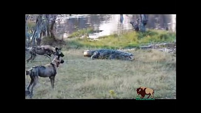 -15 CRAZIEST Animal Fights Caught On Camera #5 - Crocodile,Elephant,Leopard,Zebra,Rhyno,Eagle,Cobra - YouTube