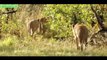 Amazing Animals Attacks In Real Life # 5 Lions attacking Buffalo Meat - Part 3 | Wild Anim