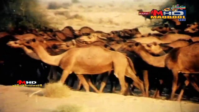 marvi-tu mere liye main tere liye