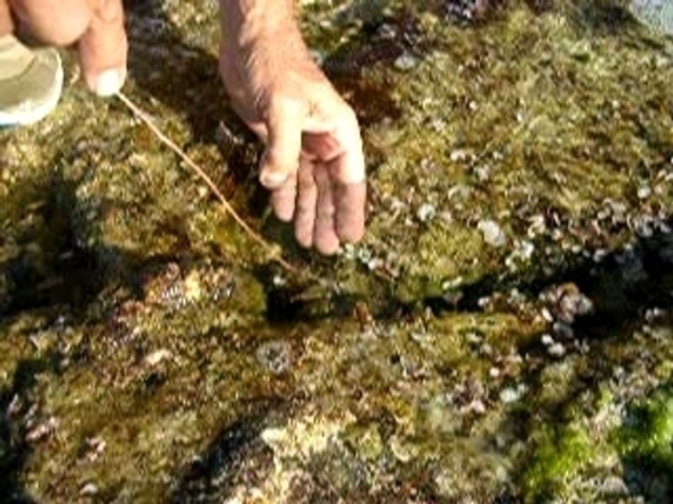 La pêche au crabe