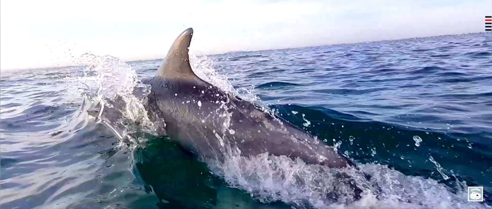Des Dauphins filmés en drone-Al Lark-EASY RIDE opérateur drone en Bretagne (Rennes)