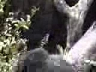 le singe et le doigt dans le cul