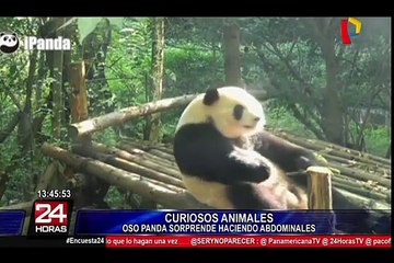 El atlético oso panda que hace abdominales sorprende a todos