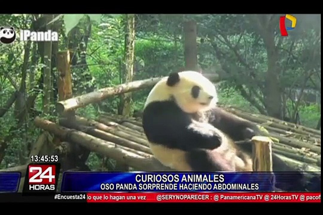 El atlético oso panda que hace abdominales sorprende a todos
